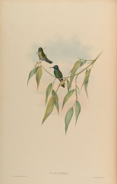 Klais Guimeti by John Gould